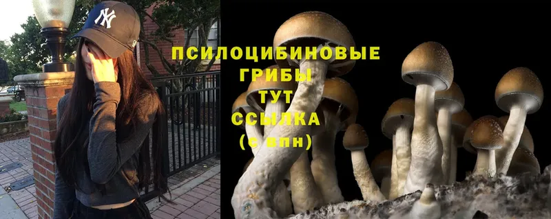 omg зеркало  Ефремов  Псилоцибиновые грибы Magic Shrooms  где найти  